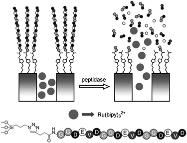 Schematic representation of nanovalve system based on MSNs capped with peptide sequence P1. The release of cargo molecules was achieved by enzymatic cleavage at the C-terminus amide bonds of the negatively charged amino acids contained in P1 (D and E). The sequence of the peptide is shown. Copyright 2011 Wiley. Used with permission from ref. 141.
