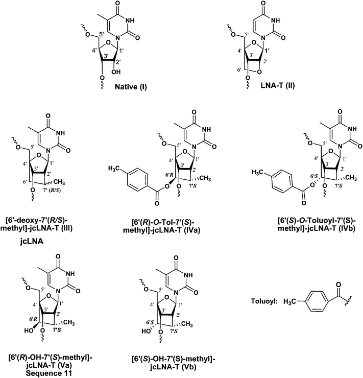 Chemical structures of native-T (I), LNA-T (II), 6′-deoxy-jcLNA-T (III), 6′(R)-O-Tol-jcLNA-T (IVa) and 6′(S)-O-Tol-jcLNA-T (IVb) nucleotides used in the siRNA modifications. Corresponding IC50 values of the native and modified siRNAs as well as their serum stability are shown in Table 1.