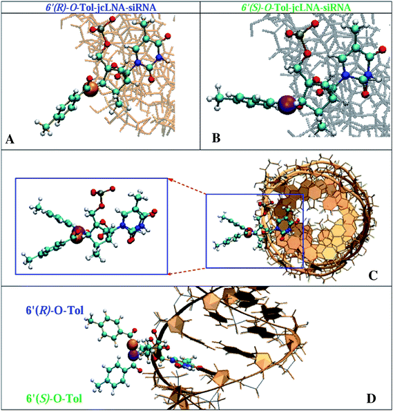 Molecular structure of the central region of C6′(R)-O-Tol (panel A, O-atom of the O-Tol group is marked in orange) and C6′(S)-O-Tol (panel B, O-atom of O-Tol group is marked in magenta)—C6′-achiral-cLNA T13 modified-siRNA duplexes (10 and 14 in Table 1) with the target RNA as well as the overlap of these structure, in panels C and D. The C6′(S)-O-Tol is located at the entry of the minor grove of the duplex while C6′(R)-O-Tol is pointing out (see also Fig. S6 in the ESI). The structures are minimized using the molecular mechanics technique and Amber force field. Amber 94 force field as implemented in Amber 10 (ref. 28), recently modified backbone parameters by Pérez et al.29 have been employed for the simulations. Periodic boxes containing 14 806 TIP3P30 water molecules and 40 Na+ have been placed around the native and modified siRNA–RNA duplexes to mimic ionic and aqueous environment. The force field parameters for the modified residues have been obtained from 6–31G** ab initio geometry optimizations performed using GAUSSIAN 03 (ref. 31) and are provided in Table S1 in the ESI. The molecular structures are visualized using VMD.32 The full duplex structure is shown in Fig. S6 of the ESI.