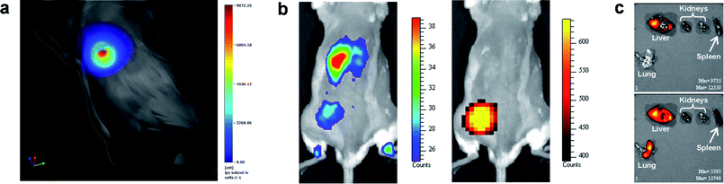 Non-invasive optical imaging of mice with localized inflammation. (a) Tracking of Cy7-9-mer 6 labelled primary monocytes to LPS-induced subcutaneous inflammation using thoracic gated tomographic imaging. (b) Tracking of Cy5.5-9-mer 5 labelled primary neutrophils to subcutaneous inflammation induced by LPS-impregnated matrigel implanted in the left thigh of a mouse. Right panel: luminescence in vivo imaging after intraperitoneal administration of luminol showing myeloperoxidase activity in the site of inflammation. Left panel: fluorescence in vivo imaging of Cy5.5-9-mer 5 labelled neutrophils after intravenous infusion showing unilateral recruitment to the site of injury in the same mouse. (c) Dual channel fluorescent imaging of neutrophil recruitment to different organs after LPS-induced lung injury. Cy5.5-9-mer 5 labelled neutrophils were adoptively transferred 4 h after injury and Cy7-9-mer 6 labelled neutrophils 24 h after injury. 48 h after LPS lung injury, organs were removed and imaged under different channels (upper panel: ex/em 680/720 nm; lower panel: ex/em 745/820 nm), showing Cy5.5-9-mer 5 labelled neutrophil presence exclusively in liver while Cy7-9-mer 6 labelled neutrophils were present in liver, spleen and lungs of the same animal.