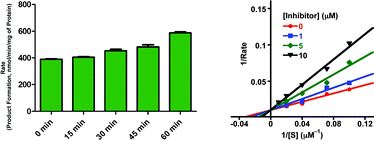 Time effect experiments (left) and Lineweaver–Burk plot (right). Left: Time effect on catalytic activity of MAOB in the presence of L2-b (120 nM, 2 × IC50). Time points on the figure indicate pre-incubation time of MAOB with L2-b. Production formation (nmmol/min mg−1 of protein) was measured after 20 min treatment with the substrate kynuramine. The effect of inhibition by L2-b was reversible over the period of 1 h. Data is represented as mean ± S.D. where N = 8. The experimental procedures and conditions are described in the experimental section. Right: Effect of L2-b on the rate of MAOB activity. These data suggest that L2-b interacted with MAOB in a competitive fashion. The experimental procedures and conditions are described in the experimental section.