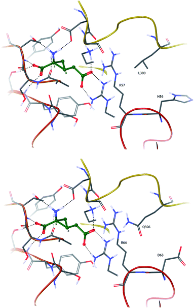 (S,S)-trans_1 docked to homology models of hmGluR2 (upper) and hmGluR3 (lower). Non-conserved second shell residues in contact with an arginine lining the distal end of the ligand binding pocket are noted.