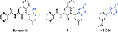 Structures of Bortezomib, Bortezomib-like oxathiazole-2-one 1 and mycobacterium proteasome inhibitor HT1054.