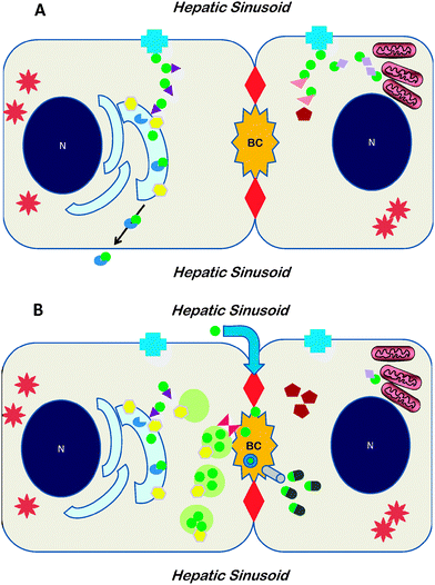 Cartoons depicting the network of proteins involved in copper disposition within the hepatocyte at low copper concentrations (A) or at high concentrations (B). A doublet of hepatocytes is illustrated, as part of a single-cell thick cord of hepatocytes, with sinusoids containing blood flowing from portal tract to hepatic venule on either side; the specialized bile canalicular membrane located between two tight junctions (large red diamonds); N: nucleus; BC: bile canaliculus. In A, when intracellularcopper is not in excess, copper (green circle) is taken up viaCTR1 (blue cross) in the plasma membrane and deployed within the hepatocytevia metallochaperones. ATOX1 (purple triangle) delivers copper to ATP7B (yellow hexagon) located in trans-Golgi network. Copper is transferred into the Golgi where it is inserted into apoceruloplasmin (incomplete blue disc) and subsequently the resulting holoceruloplasmin is secreted across the plasma membrane. As shown in the second hepatocyte, CCS1 (rose triangle) delivers copper to SOD1 (red pentagon) in cytoplasm, and Cox17 (lavender diamond) delivers copper to mitochondria. In B, when intracellularcopper is in excess, uptake by CTR1 is lessened. ATP7B is found in endosomes in the vicinity of the BC, and biliary excretion may be expedited by COMMD1 (scarlet hourglass). In the second hepatocyte some copper bound to glutathione (green-gray bullets) is excreted into by viaMRP (gray cylinder). A paracellular pathway (blue arrow through tight junction at top) may also function. Copper complexed in bile is shown as the green circle in a blue ring. Spiny stars represent metallothioneins in the cytoplasm of hepatocytes. Note that the complete network of proteins involved in hepatocellular copper disposition has not yet been identified.