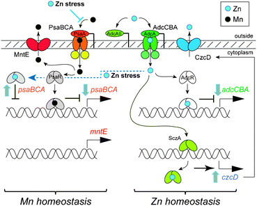 Schematic rendering of Zn and Mn homeostasis in S. pneumoniae highlighting the metal transporters and metal regulators discussed here and how Zn stress may interfere with Mn homeostasis (see text for details).
