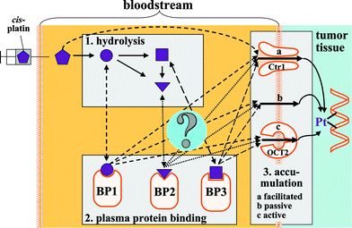 Conceptual depiction of the biochemistry of cis-platin after it is introduced into the mammalian bloodstream. Abbreviations: BP binding protein, Ctr1 Copper Transport Protein 1, OCT2 Organic Cation Transport Protein 2.