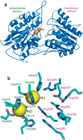Structure of iPGAM as illustrated by the enzyme from L. mexicana.16 (a) A monomer of iPGAM is folded into two distinct domains designated phosphatase and transferase. The two divalent metal ions at the active site are shown by gold spheres. A Na+ ion (grey sphere) is distant from the active site, and probably plays a structural role. (b) The active site of iPGAM crystallised in the presence of 4 mM Co2+. The 16 amino acid residues shown (Asp23 and Lys357 are mostly hidden by the sphere of M2) are highly conserved in all iPGAMs. Those labelled in green are from the phosphatase domain, and those in purple from the transferase domain. Ser75 becomes phosphorylated during the catalytic mechanism. Metal site 1 (M1) shows high occupancy even at low concentrations of Co2+ (10 μM), but metal site 2 (M2) is only partially occupied under these conditions. Site M1 adopts octahedral geometry, whereas site M2 is tetrahedral.