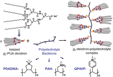 Schematic synthetic approach of g2-PUA-polyelectrolyte complexes formed via complexation of g2-PUA dendron with PDADMA, PAH and QP4VP polyelectrolytes, respectively, via ionic interactions.