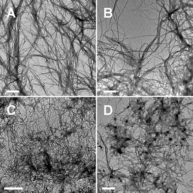 
            TEM images showing a network structure of supramolecular fibers or ribbons formed in the gel-phase of (A) g2-PUA, (B) g2-PUA-PDADMA, (C) g2-PUA-PAH and (D) g2-PUA-QP4VP. The scale bar is 1 μm.