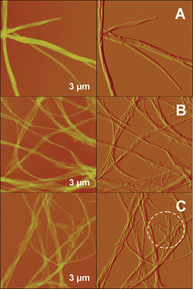 
            AFM height (on the right side) and amplitude (on the left side) images on 3 × 3 μm2 of dried-gel samples of (A) g2-PUA-PDADMA, (B) g2-PUA-PAH and (C) g2-PUA-QP4VP.