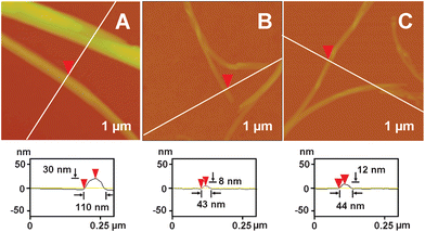 
            AFM height images on 1 × 1 μm2 and surface profiles of fine ribbons formed in gels of (A) g2-PUA-PDADMA, (B) g2-PUA-PAH and (C) g2-PUA-QP4VP.