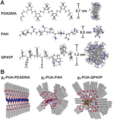 (A) Side-view and top-view of the main-chain conformations of PDADMA, PAH and QP4VP polyelectrolytes obtained via a simple simulation based on MMFF94 force field with 30 units for each polyelectrolyte. The blue dots refer to the nitrogen cations. (B) Suggested conformations of the single complexes in solution.