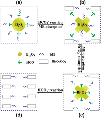 Reaction- adsorption model proposed for α-Bi2O3 with HCO3− in MB solution.