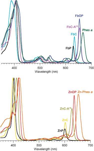 
              Absorption spectra of synthetic chlorins and phorbinesversuspheophytins75,76 (normalized at the B-band maxima). Top panel: free base macrocycles. Bottom panel: zinc chelates. The solvent is diethyl ether (Pheo aa and Zn–Pheo a) or toluene (all other compounds).