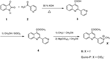 Synthesis of Quino-P.