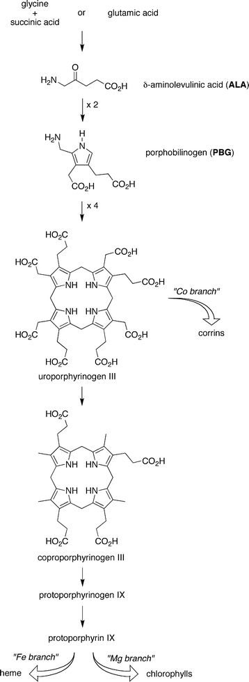 Contemporary biosynthesis of tetrapyrrole macrocycles.