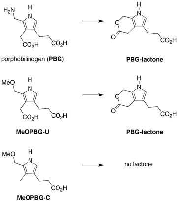 Possible lactone formation in step 3 (tetramerization and macrocyclization).