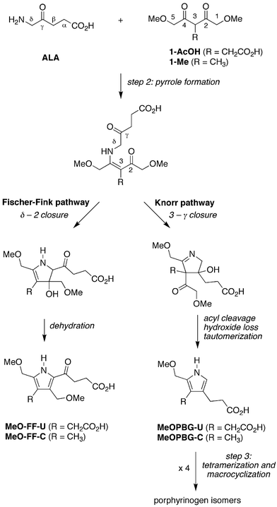 Competing Fischer-Fink and Knorr routes on the pathway to porphyrinogens.