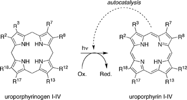 Step 4: photochemical oxidation of uroporphyrinogen affords uroporphyrin in an autocatalytic manner.