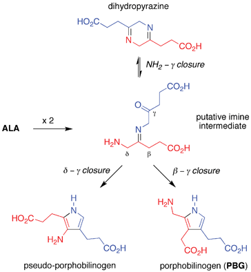 Attempted step 2: solution self-condensation of ALA affords pseudo-porphobilinogen and a dihydropyrazine rather than PBG.