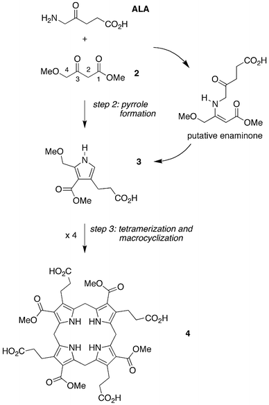 Integration of steps 2 and 3: hybrid condensation of ALA and a 4-methoxy-β-ketoester (2) affords pyrrole 3 equipped for self-condensation to give the non-biological porphyrinogen 4.
