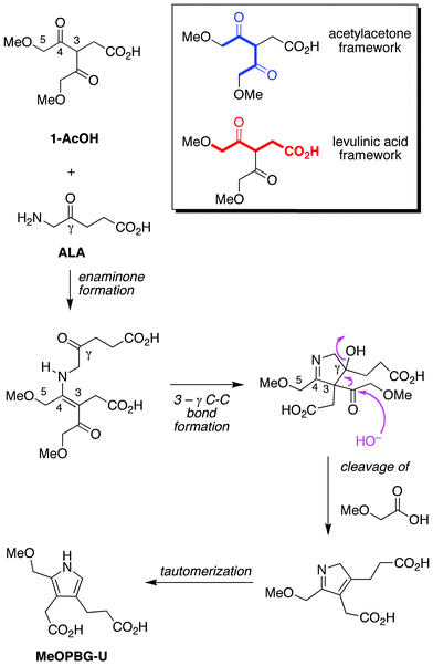 Compound 1-AcOH is a hybrid of the 2,4-diketone acetylacetone and the monoketone levulinic acid. Reaction with ALA is expected to preferentially yield the enaminone whereupon 3-γ bond formation closes the ring. Loss of the sacrificial methoxyacetyl unit (upon attack of HO−, H2O, or other nucleophile) followed by tautomerization affords the porphobilinogen analogue MeOPBG-U. Other pathways and products are possible (vide infra).