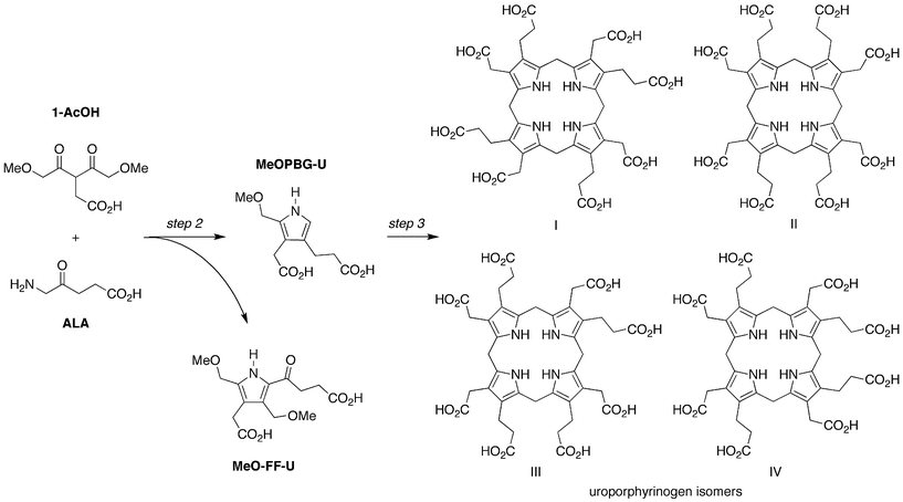 Condensation of ALA and 1-AcOH affords a porphobilinogen analogue (MeOPBG-U) that self-condenses to give uroporphyrinogen isomers (all four are shown). The competing Fischer-Fink pathway affords a fully substituted pyrrole (MeO-FF-U).