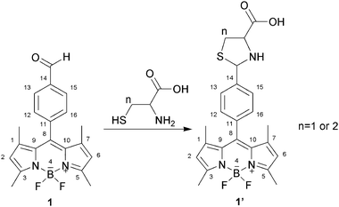 Reaction of compound 1 with Hcy or Cys to form thiazinane (n = 2) or thiazolidine (n = 1).