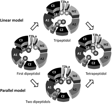 Models for COD biosynthesis via stepwise assembly (Linear model) or oligomerization (Parallel model). Dark grey spheres represent 2-hydroxycarboxylic acid moieties; light grey spheres symbolize amino acid moieties. See text for details.