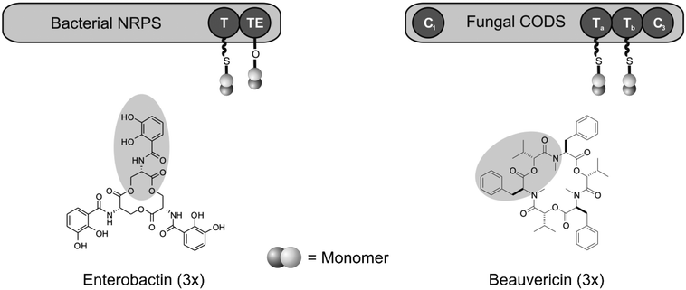 Cyclooligomerization during COD biosynthesis in bacteria vs. fungi. See text for details.