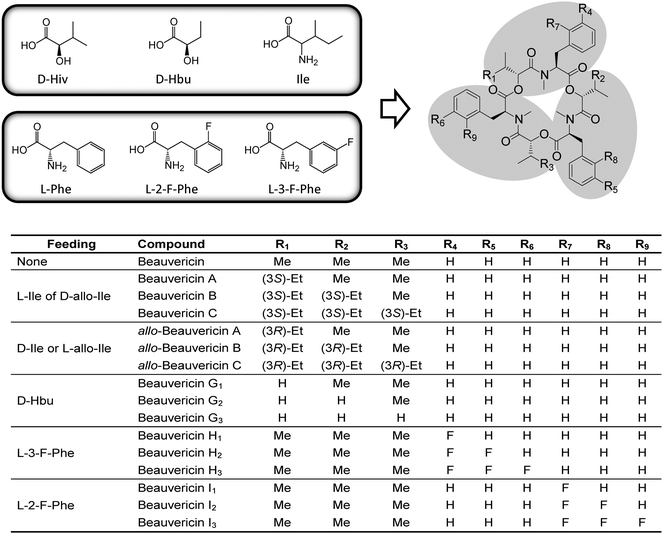 Precursor-directed biosynthesis of beauvericin analogs.