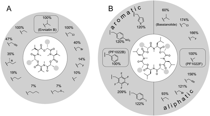 Total biosynthesis of COD analogs. Incorporation of different synthetic 2-hydroxycarboxylic acids (only the side chains shown), replacing the side chains (represented as small circles) in A. enniatin, and B. PF 1022. The percentages describe the enzyme activity in kcat,app in comparison to the natural substrate (enniatin: d-Hiv; PF1022: d-PheLac for the aromatic and d-Lac for the aliphatic precursors, respectively).