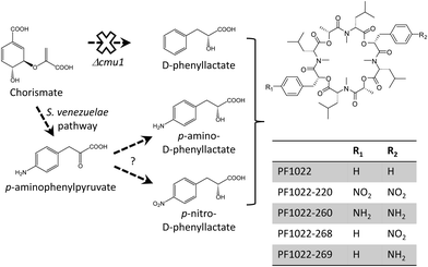 Biosynthesis of PF1022 analogs by precursor supply pathway engineering.