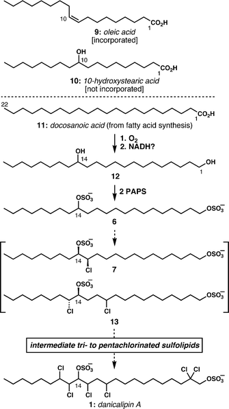 Current understanding of the O. danicalipid biosynthesis.