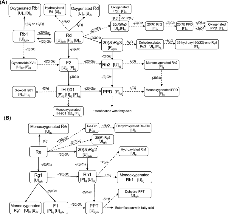 Proposed in vivo metabolic pathways of ginseng saponins. (A) protopanaxadiol-type saponins. (B) protopanaxatriol-type saponins. “” denotes major pathways; “” denotes additional pathways. [P]: metabolites detected in plasma; [U]: metabolites in urine; [F]: metabolites in feces; [B]: metabolites in bile. ig: metabolites after oral administration; iv: metabolites after intravenous injection.
