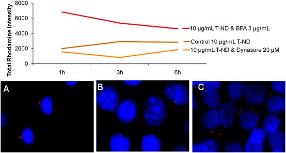 Effect of endocytosis and exocytosis inhibition on the uptake and release dynamics of ND-T in N2A cells. Cells were dosed with 10 μg/mL ND-T for 3 h with (B, C) or without (A) direct incubation with chemical inhibitors and assessed with confocal microscopy. Relative fluorescent intensities were higher when exocytosis was blocked with the chemical inhibitor BFA (red line) compared to the control (brown line) and reduced fluorescent intensities were obtained after blocking endocytosis with the chemical inhibitor Dynasore (orange line). Representative images show visual depiction of control ND-T uptake (A) compared to reduced ND-T uptake after treatment with endocytosis inhibitor Dynasore (B) and increased ND-T uptake after blocking exocytosis with chemical inhibitor BFA (C).