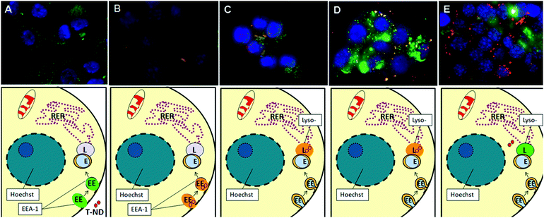 Confocal microscopy of N2A cells for co-localization of ND-T (10 μg/mL) and early endosomes or lysosomes after various time points. Labels: ND-T (red), Hoechst nuclear dye (blue) and LysoTracker/EEA1 (green). Combined red and green signals, indicative of co-localization of ND-T in lysosomes or early endosomes, appear in yellow or orange. (A) Control with EEA1, (B) 1 h, stained for EEA1, (C) 3 h, stained for LysoTracker (D) 6 h, stained for LysoTracker, (E) 24 h, stained for LysoTracker. Notice that not all ND-T is localized to lysosomes, but some NDs are free in the cytoplasm and not all lysosomes contain ND-T. Images were taken at 60× magnification. EEA1 at 3 h, 6 h, 24 h and LysoTracker at 0 h, 1 h were omitted for clarity and ease of presentation.