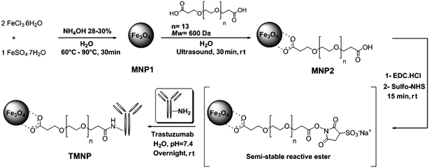 Schematic representation of the synthesis of pegylated trastuzumab-modified iron oxide nanoparticles (TMNP).