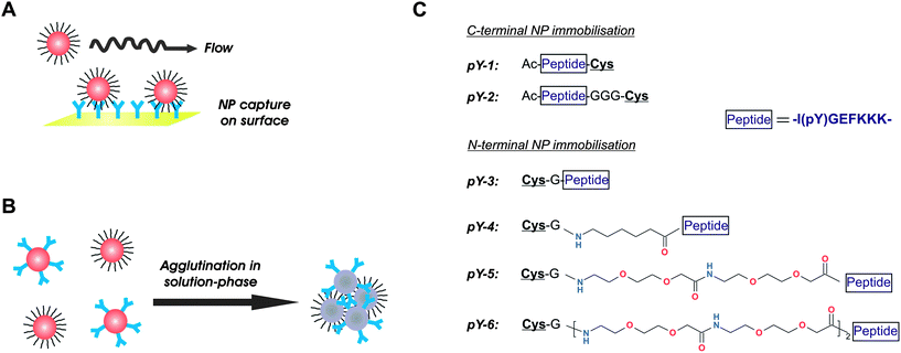 Schematic overview of the immunoassay formats and peptide structures used in this study to investigate the influence of ligand design on NP assembly. (A) Heterogeneous assay format with NP capture by surface-immobilised antibodies and real-time monitoring of the binding progress. (B) Homogeneous dual-NP format with antibody-mediated interparticle crosslinking and semi-continuous detection by spectrophotometric measurement. (C) Structure of peptide ligands used in this study. A core peptide with the phosphotyrosine residue is equipped with different spacers and immobilised to gold NPs either C- or N-terminally via the cysteine residue. Note how the immobilisation direction itself has an impact on the distance of the phosphotyrosine epitope from the NP surface.