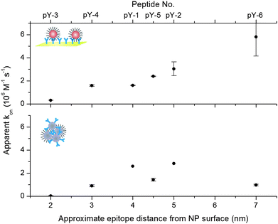 Plot of the rate constants determined for the immunoaggregation of functionalised NPs on the surface (top) and in solution (bottom) in relation to the epitope distance from the NP surface (x-axis, the corresponding peptide design is denoted on the secondary x-axis). The surface aggregation rates increase monotonically with increasing spacer lengths, whereas the solution-phase aggregation shows a non-linear relationship between the spacer lengths and the aggregation rate.