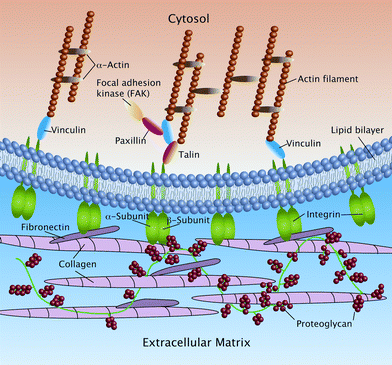 Schematic drawing of focal adhesions (FAs) showing the interactions of integrin molecules with other proteins on both sides of the lipid bilayer (unpublished picture).