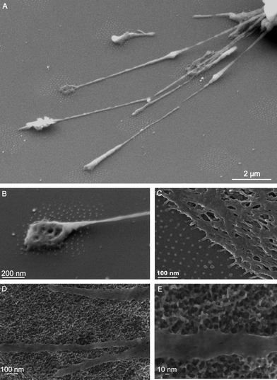 SEM micrographs displaying 3T3-fibroblast adhering to micro-nanopatterns (A and B) and to an extended nanopattern (C). The dot spacing was 58 nm in all samples. Reproduced with permission from ref. 153. Copyright 2007, RSC. Filopodia of primary calvarian cells sensing the nanotexture generated on Ti by oxidative nanopatterning (D–E)135 (unpublished picture).