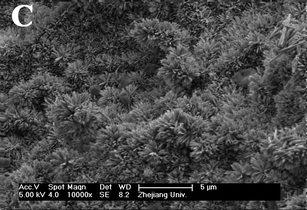 SEM micrograph of the CaP rodlike crystals. Reproduced with permission from ref. 172. Copyright 2009, Elsevier.