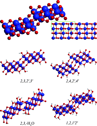 The structure of trititanate nanosheets and notation of proton binding sites.