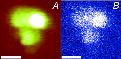 
          Silver nanoparticles in a PMMA film, as imaged with using a gold-coated tip (scan speed 280 nm s−1, the scale bar represents 100 nm): (A) AFM topography image (the z-scale covers 40 nm) and (B) optical image (the intensity covers 0–40 mV).