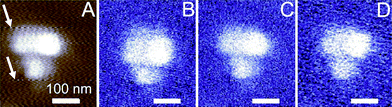 
          Silver nanoparticles in a PMMA film, as imaged with (A) contact mode AFM using a gold-coated tip (scan speed 3400 nm s−1, the z-scale covers 50 nm) and imaged using the optical setup at three different scan speeds: (B) 700 nm s−1, (C) 1750 nm s−1, and (D) 3400 nm s−1 (the z-scale covers 0–30 mV).