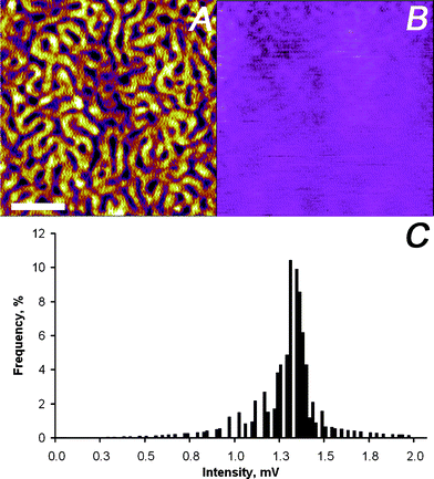 
          SNEM data of micro-phase separated PS2092-b-PtBA1055 block copolymer film on glass: (A) initially captured AFM height image (the scale bar represents 500 nm and the absolute roughness of the sample was 1 nm on a 3 μm × 3 μm scale), (B) optical image acquired with a vertical offset of 300 nm away from the previously captured sample surface profile (the z-scale covers 0–12 mV), and (C) intensity distribution of optical image in panel (B). For detail see text.