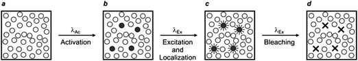 
          PALM relies on the illumination of a labeled sample (a) at one wavelength (λAc) with a beam of low intensity to switch a small fraction of probes from a nonemissive to a fluorescent state (b). The activated fluorophores are excited at another wavelength (λEx), individually localized (c) and bleached (d). This sequence of steps is repeated multiple times until the coordinates of a sufficiently large number of probes are registered to compile a complete image of the sample.