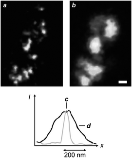 
          STED (a) and confocal (b) images (scale bar = 250 nm) of neurons immunolabeled with Atto 647N and profiles of the emission intensities measured across the focal spots with STED (c) and confocal (d) illuminations (reproduced from ref. 15j with permission).