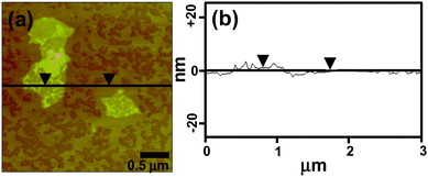 
            AFM images of (a) the AUA functionalized graphene sheets and (b) the section analysis of one of the flakes.